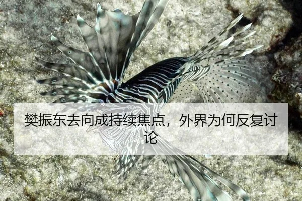 樊振东去向成持续焦点，外界为何反复讨论（MKSports）